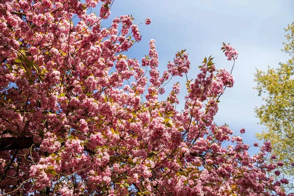 Japanese Cherry Blossom Branch Spring Blue Sky Background — Stock Photo, Image