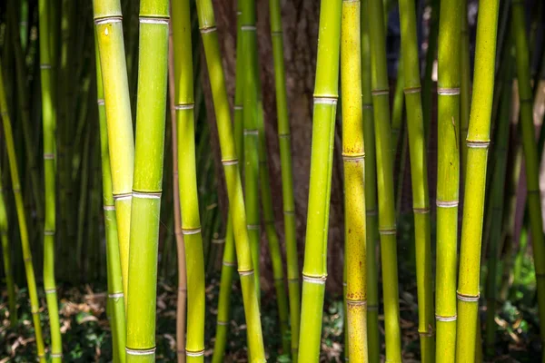 Bamboo Tree Detail Green Tropical Forest Zen Background — Stockfoto