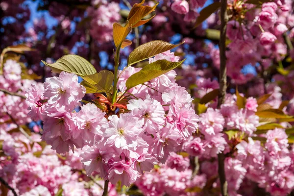 Japanese Cherry Blossom Branch Spring Closeup Macro View — Stock Photo, Image