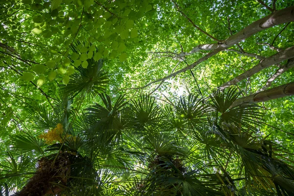 Deep Tropical Rain Forest Background Bottom View — Foto Stock