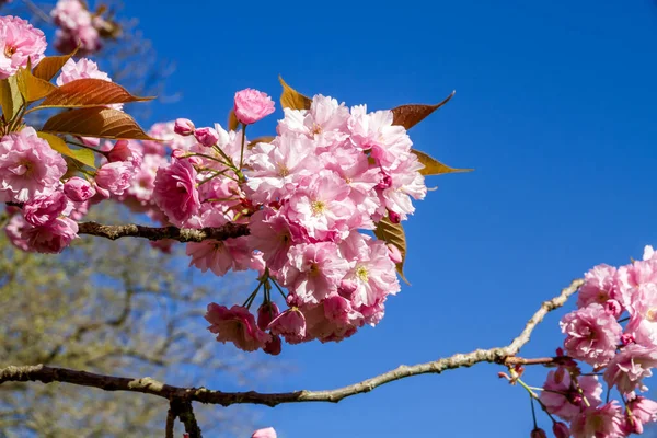 Japanese Cherry Blossom Branch Spring Blue Sky Background Closeup View — Stock Photo, Image