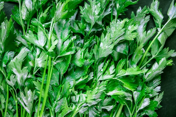 Bunch Fresh Parsley Stem Closeup View — Stockfoto