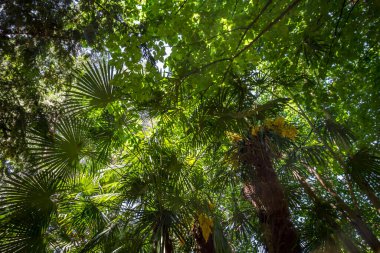 Deep tropical rain forest background. Bottom view
