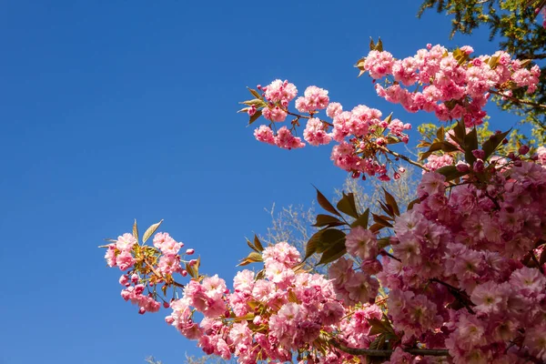 Ramo Flor Cereja Japonês Primavera Céu Azul Fundo — Fotografia de Stock