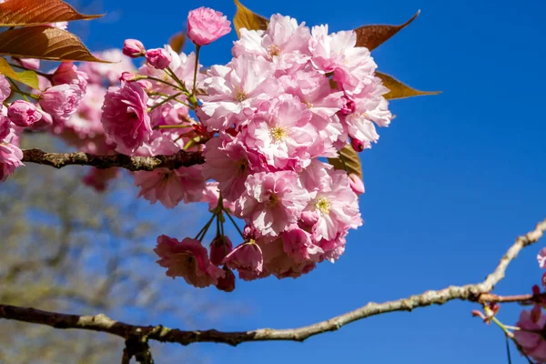 Baharda Japon Kiraz Çiçeği Dalı Mavi Gökyüzü Arka Planı Yakın — Stok fotoğraf