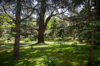 Bir parkta Lübnan sedir ağacı. Orman arkaplanı