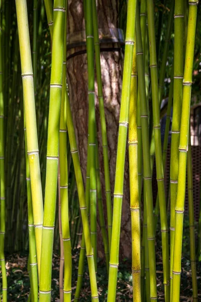 Bamboo Tree Detail Green Tropical Forest Zen Background — Stockfoto