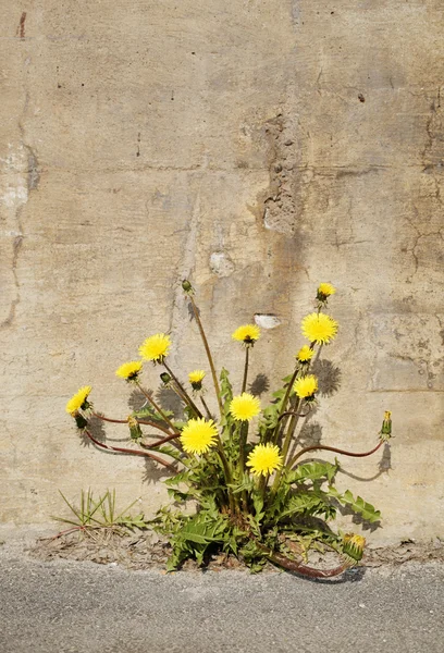 Kentsel dandelions — Stok fotoğraf