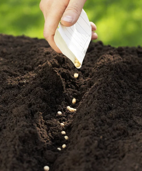 Sowing — Stock Photo, Image
