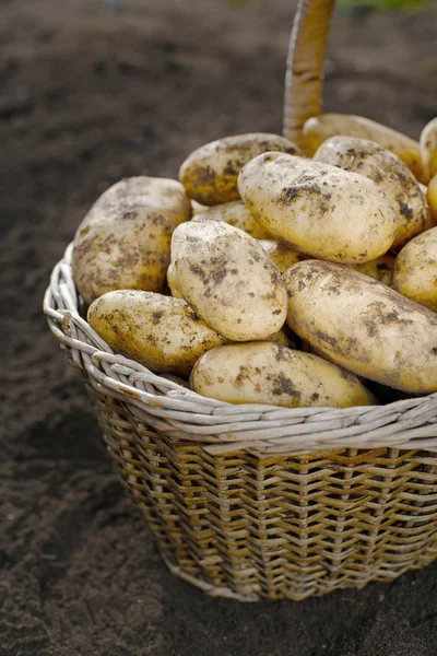 Aardappelen — Stockfoto