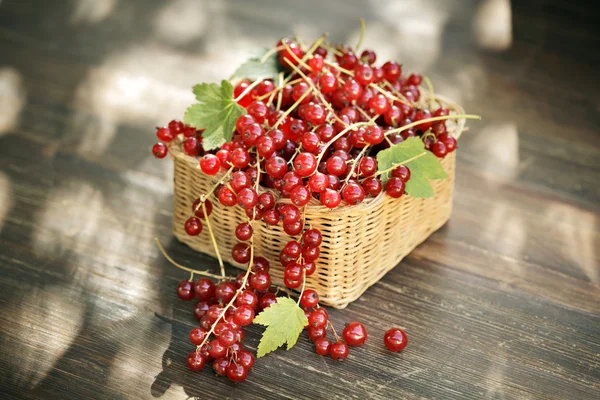 Red currant — Stock Photo, Image