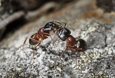 marangoz karıncalar (camponotus herculeanus)