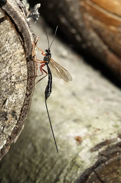 Megarhyssa geting (ichneumonidae) — Stockfoto