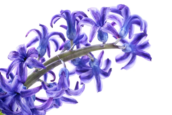 蓝紫色风信子 — 图库照片