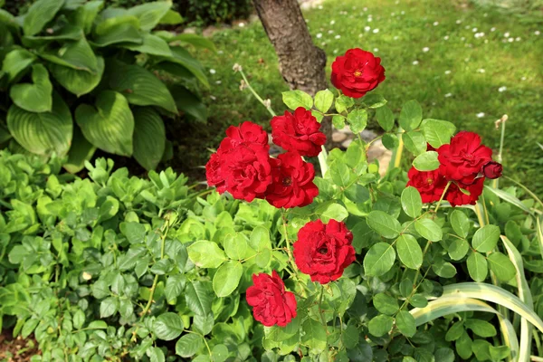 Красные розы Стоковая Картинка