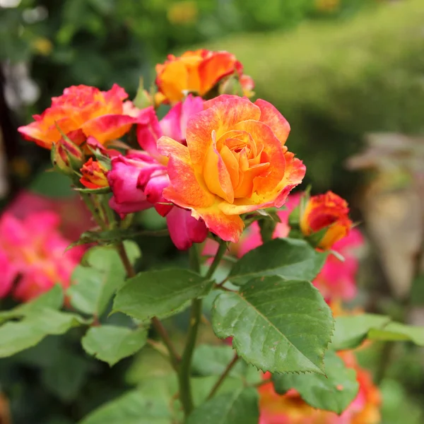 Geel roze rozen Rechtenvrije Stockfoto's