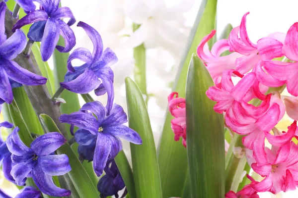 Hyacint bloemen close-up Stockafbeelding