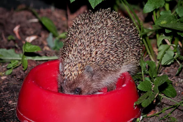 Igel — Stockfoto