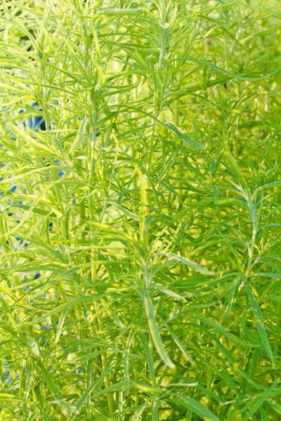 Зеленая трава Лицензионные Стоковые Фото
