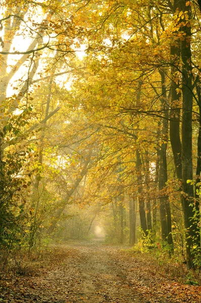 Caída en el bosque — Foto de Stock