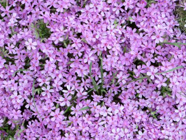 pembe renkli çiçekler