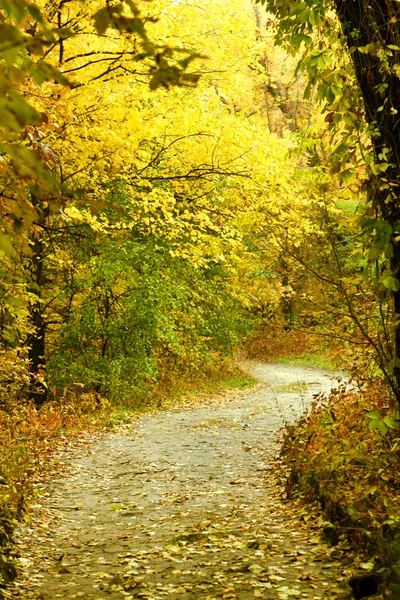 Herbstwald — Stockfoto