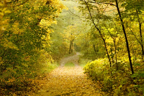 Höst skog — Stockfoto