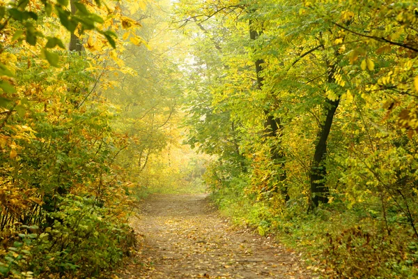 Herbstwald — Stockfoto