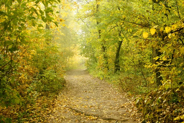 Foresta autunnale — Foto Stock