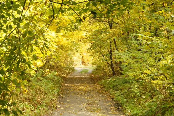 Foresta autunnale — Foto Stock