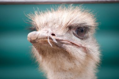 devekuşu'nın başına yakın çekim