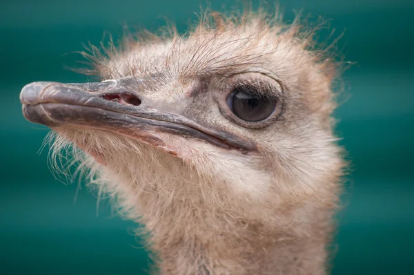 Close-up op de struisvogel hoofd — Stockfoto
