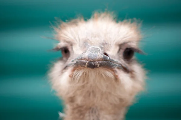 Close-up op de struisvogel hoofd — Stockfoto