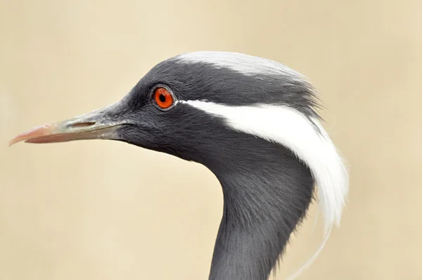 赤い目と房状の白い heron の肖像画 — ストック写真