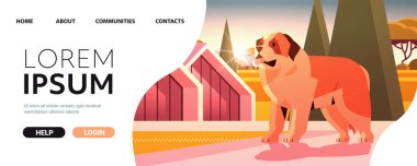 Kısa saçlı aziz Bernard köpeği dışarıda yürüyor tüylü arkadaş evcil hayvan konsepti tam boy yatay