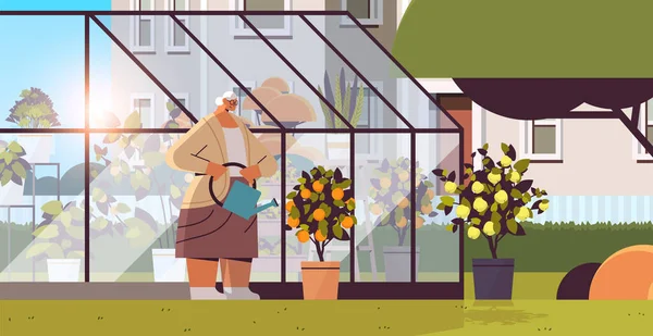 Jardineiro mulher com regador pode cuidar de plantas de limão e laranja em vaso na estufa quintal — Vetor de Stock
