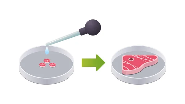 Петрі Страва Яловичим Стейком Культивоване Сире Червоне Ясо Тваринних Клітин — стоковий вектор