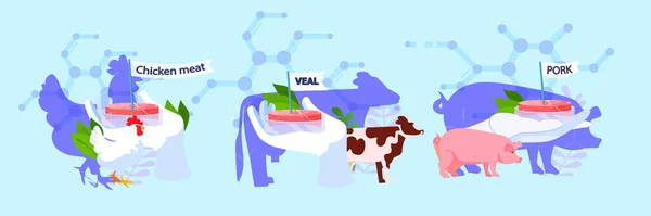 Set Tangan Ilmuwan Memegang Budaya Daging Sapi Mentah Merah Dan - Stok Vektor
