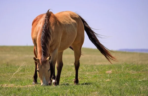 Rancho cavalo comendo grama — Fotografia de Stock