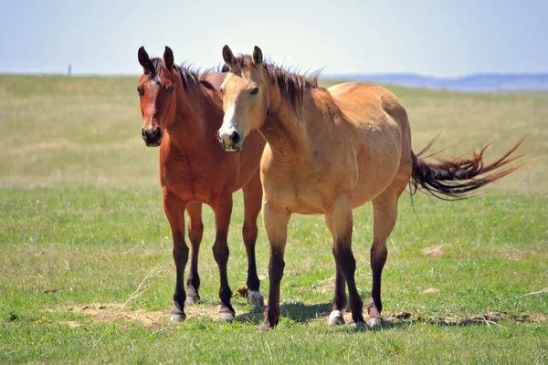 Cavalos de rancho — Fotografia de Stock