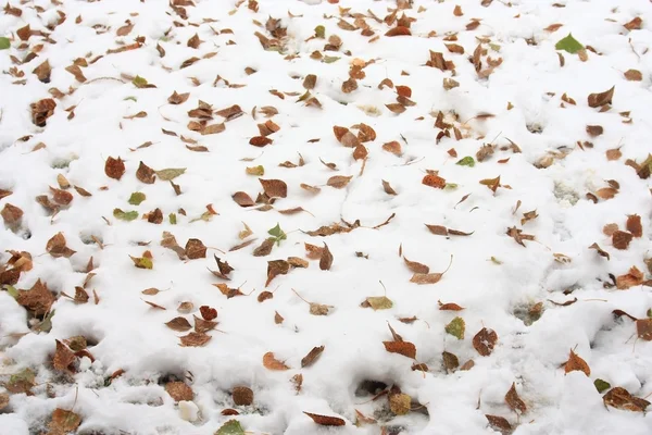 Sneeuw en gele bladeren — Stockfoto