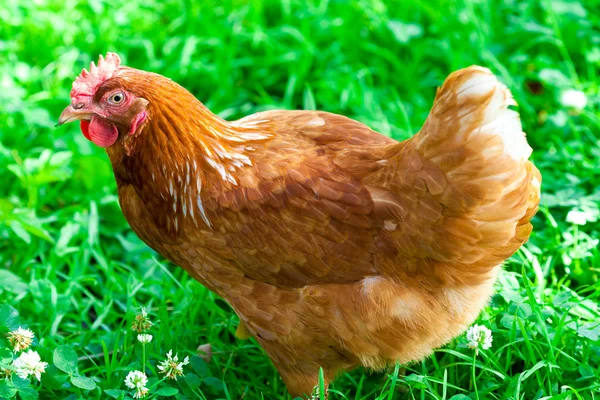 Pollo sobre una hierba verde —  Fotos de Stock