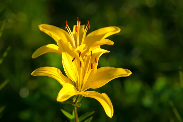 Lily flowers — Stock Photo, Image