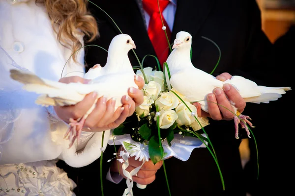 Pigeons in hands of the groom and the bride — Stock Photo, Image