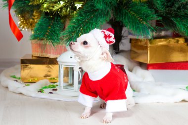 bir yılbaşı elbiseli küçük köpek