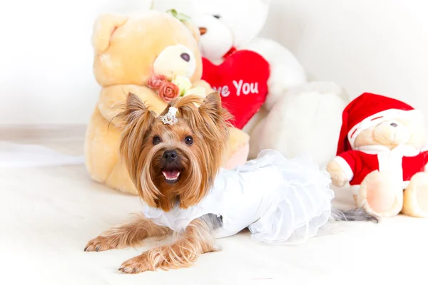 Yorkshire terrier — Stock Photo, Image