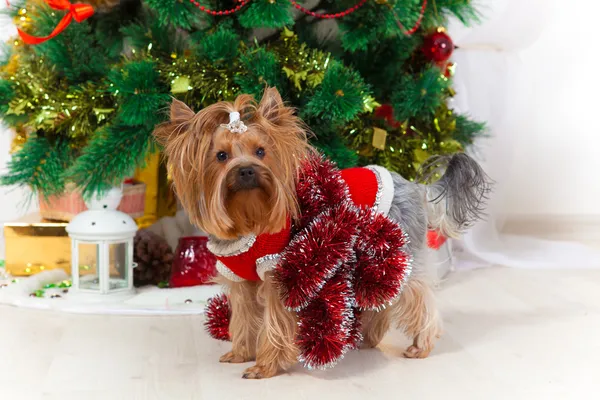 Small doggie in a suit with tinsel, new year — Stock Photo, Image