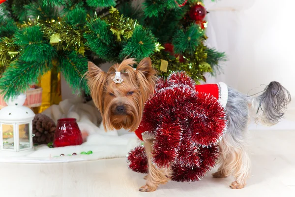 Small doggie in a suit with tinsel, new year — Stock Photo, Image