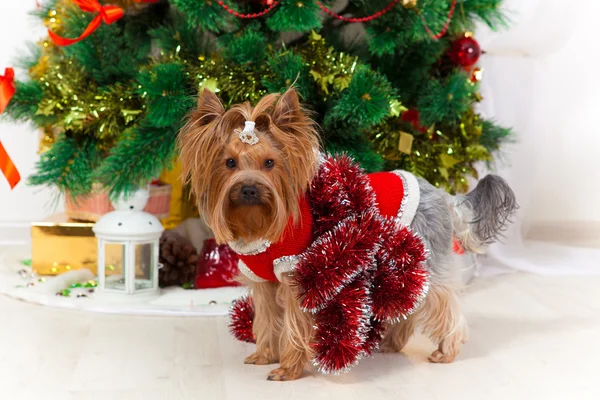 Small doggie in a suit with tinsel, new year — Stock Photo, Image