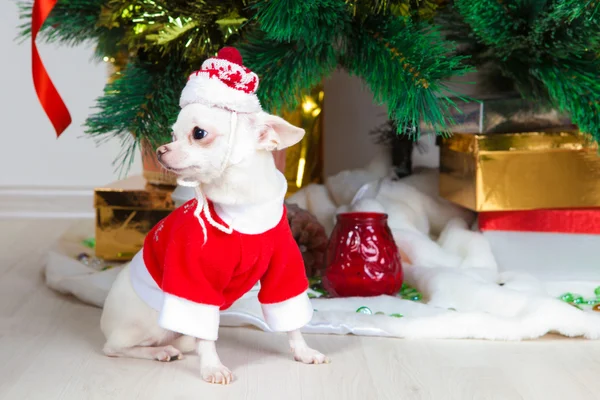 Kleiner Hund im Neujahrsanzug — Stockfoto